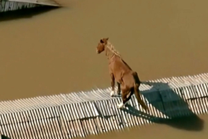 Βραζιλία: Άλογο εγκλωβίστηκε στη στέγη σπιτιού - Δραματική επιχείρηση διάσωσης (Βίντεο)